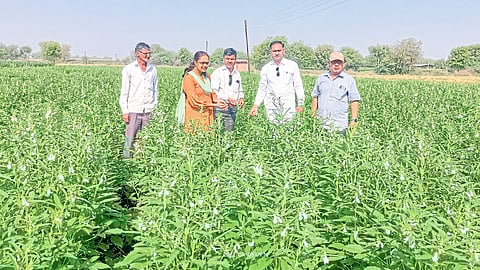 Sesame crop even in summer in Kapadne Dhule News