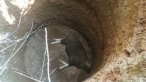 forest department bison fell into 20 feet deep well in Mahabaleshwar satara