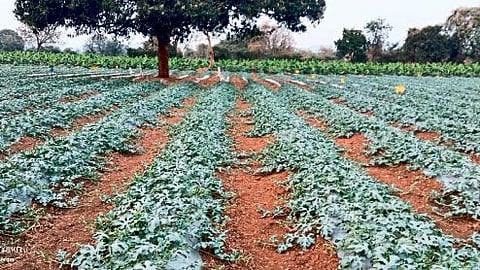 watermelon farming