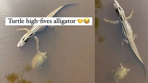 Animal Viral Video, Turtle high fives alligator, Viral Animal Video