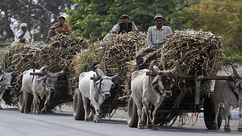 2 bullocks were killed in a bullock cart hit by speeding tractor jalgaon crime news