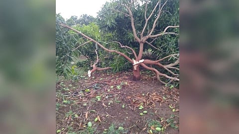 आंबा, द्राक्ष बागाचे झालेले नुकसान