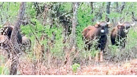 Indian Bison Herd in Turukwadi Ghat