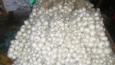 Vikramgad farmer get best white onion price NAFED mumbai