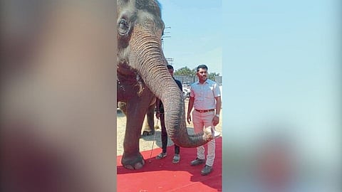 If Maharashtra Kesari happens Elephant procession, Maharashtra Kesari News