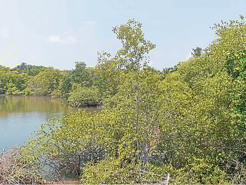 कांदळवन