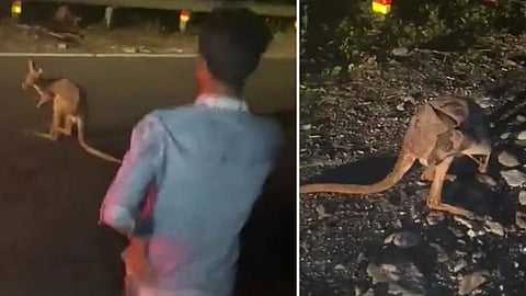 Animal Viral Video, kangaroo Viral Video, Viral animal video