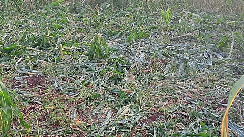 मका पिकांत रानडुक्करांचा धुमाकूळ; अर्धा एकर क्षेत्र उध्वस्त