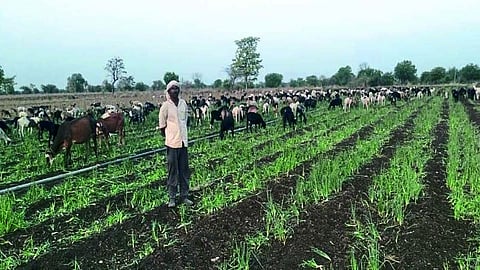 कांद्याच्या शेतात सोडलेला मेंढ्यांचा कळप.
