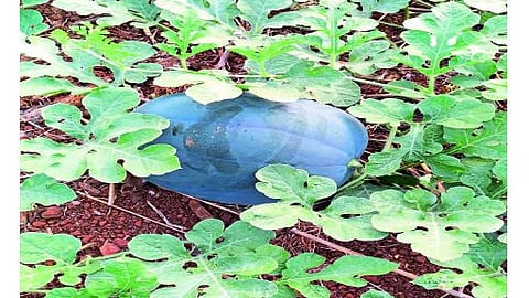 येथील प्रमोद परूळेकर यांच्या बागेत तयार झालेली कलिंगडे.