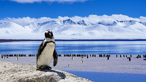 Career at Antarctica