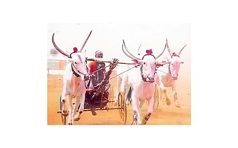 यात्रा, उरुसांमध्ये घुमू लागला ‘सर्जा-राजा’चा आवाज