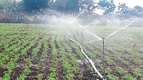 Sixty percent irrigation left in Shrigonda