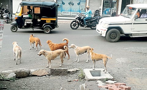 भटक्या कुत्र्यांची संख्या शहरात चार हजारांच्या घरात पोचली आहे.