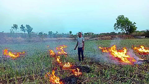 Farmers in Thangaon burnt onion crop in their fields
