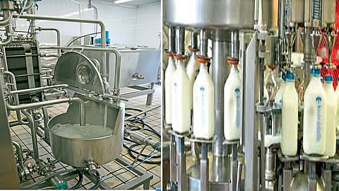 microbiology of milk