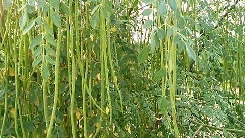 drumstick cultivation scheme