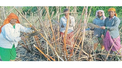 भाष्य : ‘सावली’बाहेरचे ऊसतोड कामगार