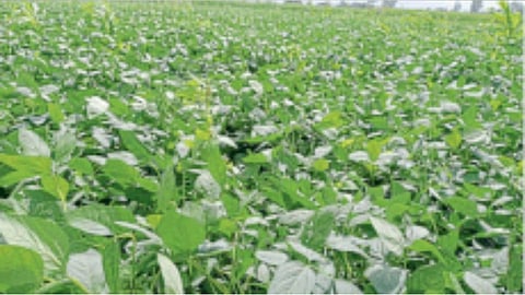 Soybean cultivation in Rabbi