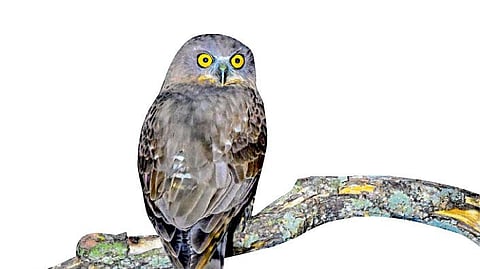 Dr Sudhir Gaikwad Inamdar writes search for the deaf owl