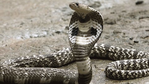 King Cobra