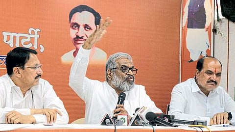 Nashik Bamboo plantation