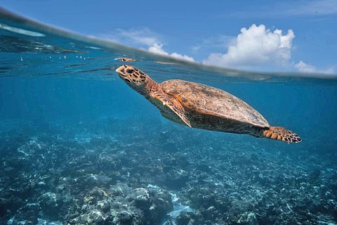 रेवा कासव