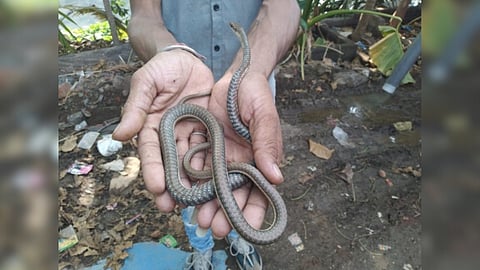 common bronzeback tree snake