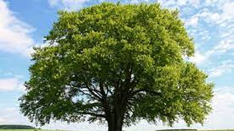 NMC seeks guidance from state Government on Tree cutting Nashik News
