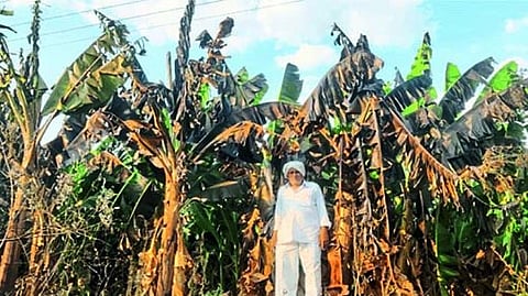 आगीमुळे जळालेली केळीची बाग.