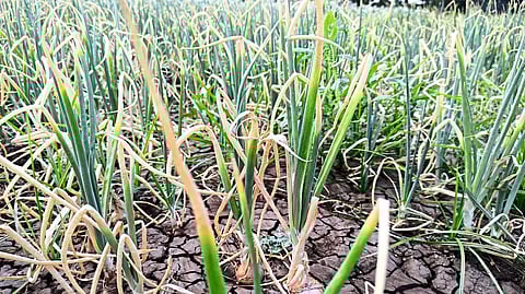 onion crop