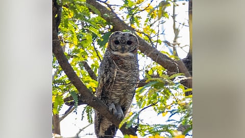 रक्तलोचन घुबड