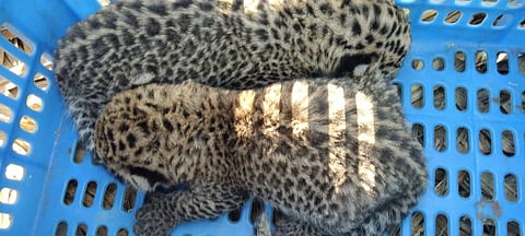 उसाच्या शेतात आढळलेले बछडे