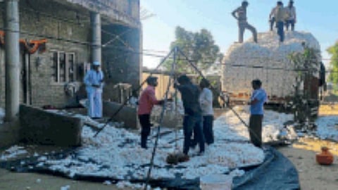 पांढऱ्या सोन्याला दहा हजार रुपयांचा भाव