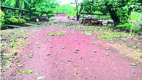 पावसामुळे आंब्याची झालेली गळ.