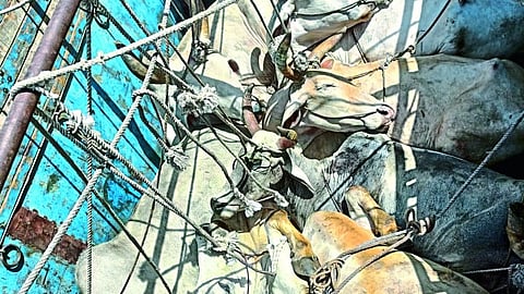 Illegal transportation of cattle