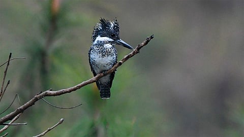 crested kingfisher