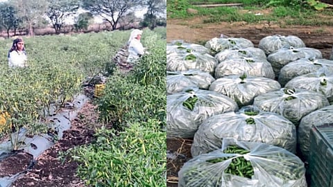 Latur farmer profit Chili watermelon