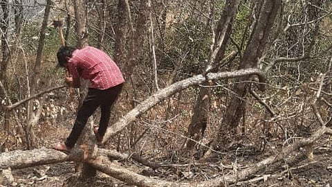 Three person arrested while cutting sag tree