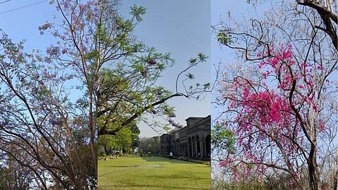 वृक्षांनी नवी पालवी फुटली आहे.