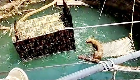 leopard trapped