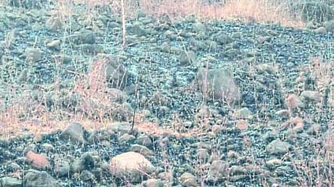 आगीत भस्मसात झालेले जंगलातील वृक्ष.