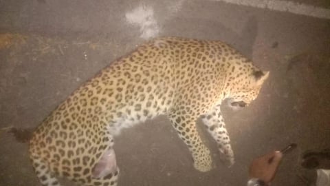 Leopards killed  Asian highway third incident  Valva