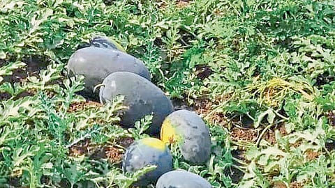 young farmer watermelon in Kashmir market Kalamanuri nanded