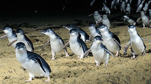 Penguin