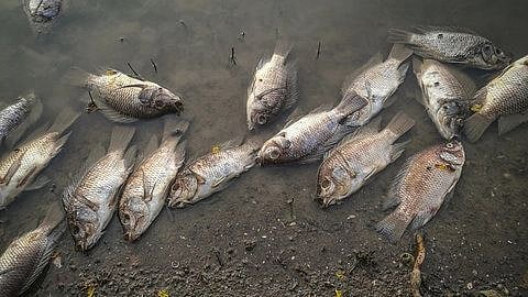 Malvan dead fish in Dhamapur lake