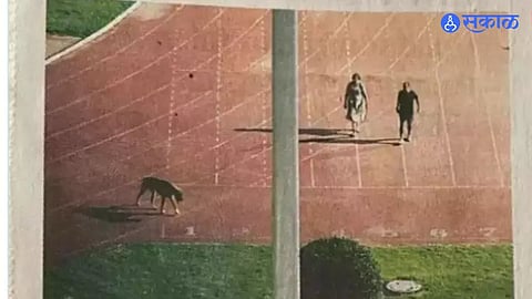 IAS Officer walking the dog