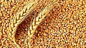 central government complete ban on wheat exports