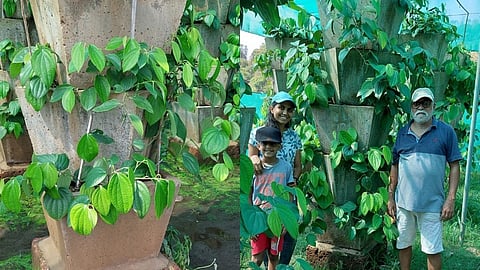 कोकण कन्येचा नाद खुळा!, लाल मातीत केली काळीमिरीची लागवड