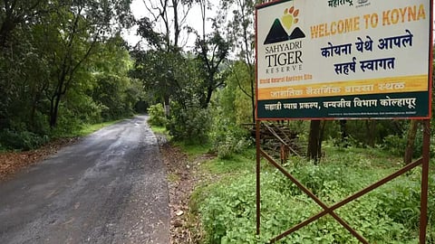 Sahyadri tiger project